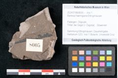 Foto (Objekt + Etikett) von Banksia haeringiana Ettingshausen (NHMW-GEO-2024-0188-8005)